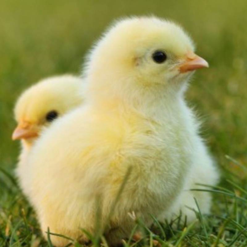 deux poussin