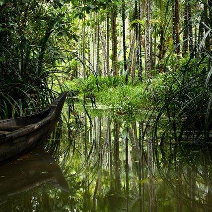 Forêt tropicale