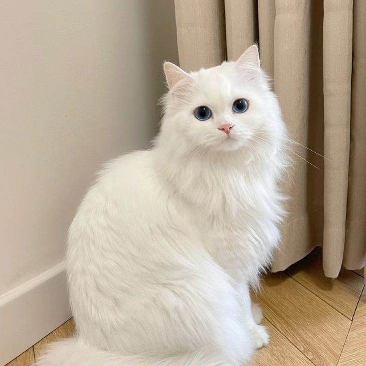 Gato Félix