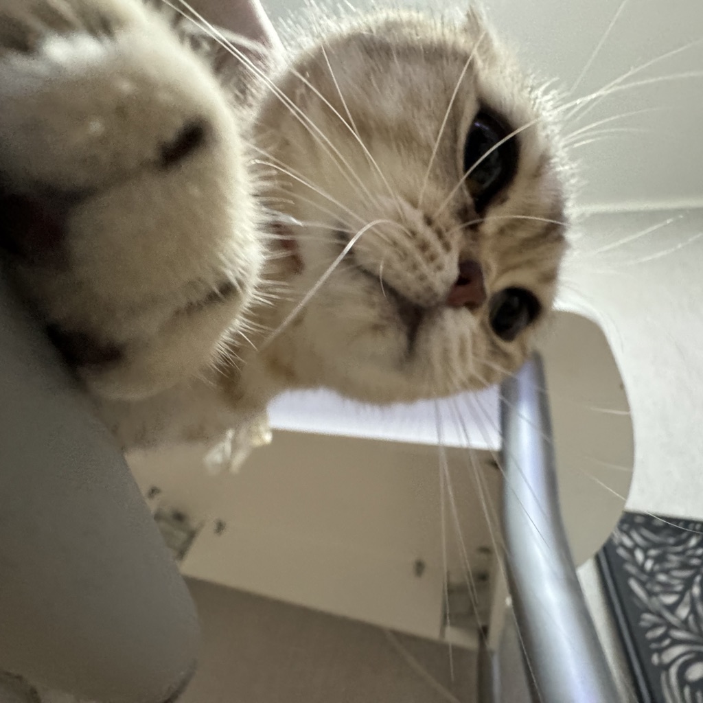 Cat_pov