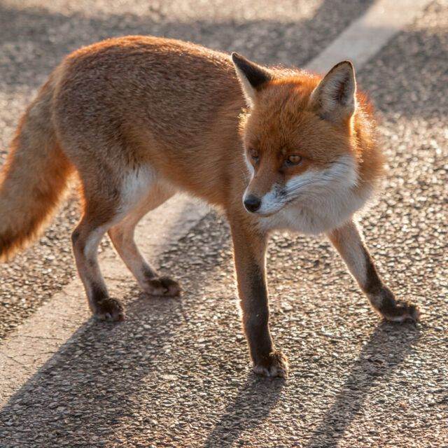 renard 🦊