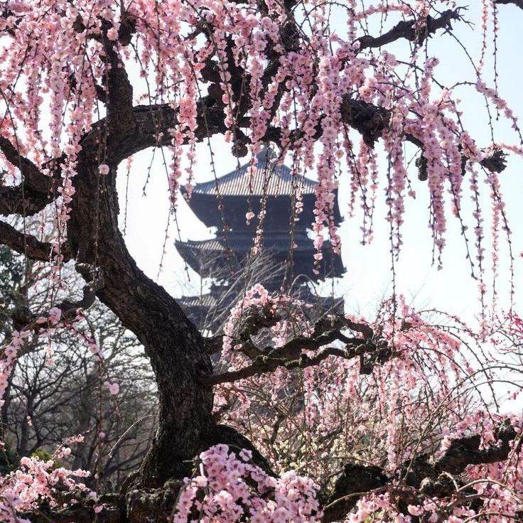 Древняя Япония