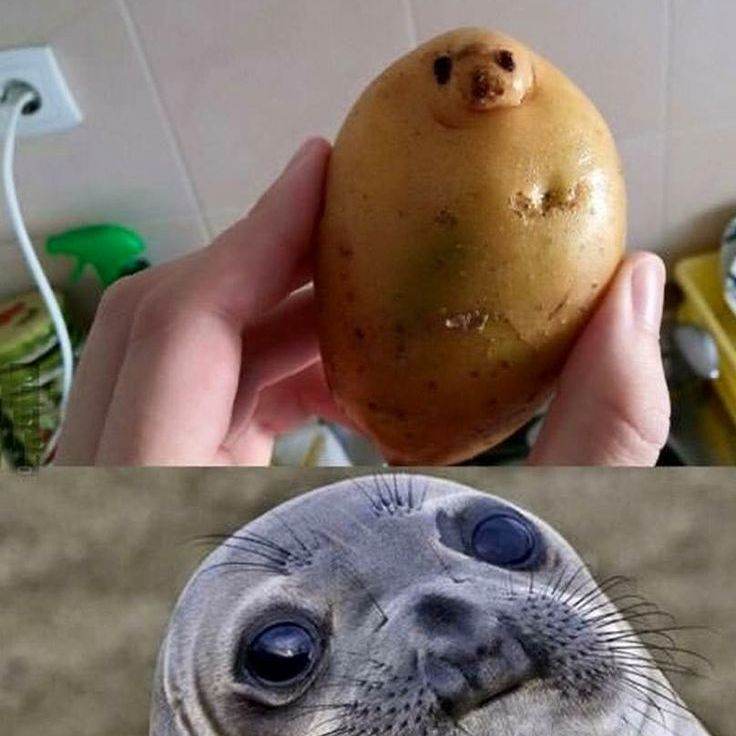 Зомби апокалипсис 2.0