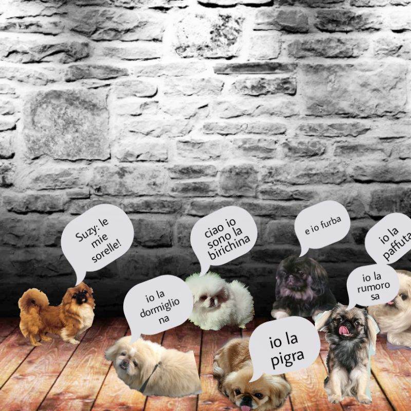 Suzy e le sorelle pechinese