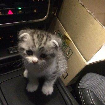 고양이