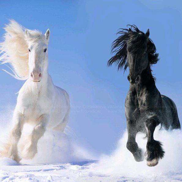 Friesian horses