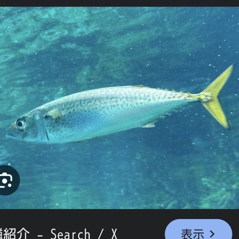 胡麻鯖