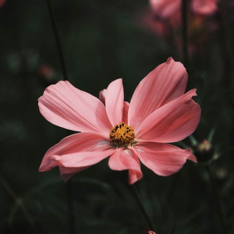 Archmage of the Tower:Cosmos