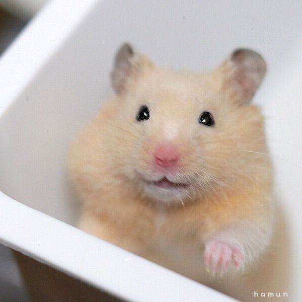 🐹💕