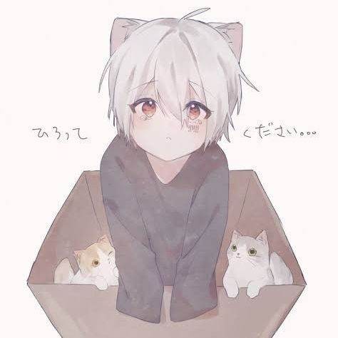 Ren-Catboy