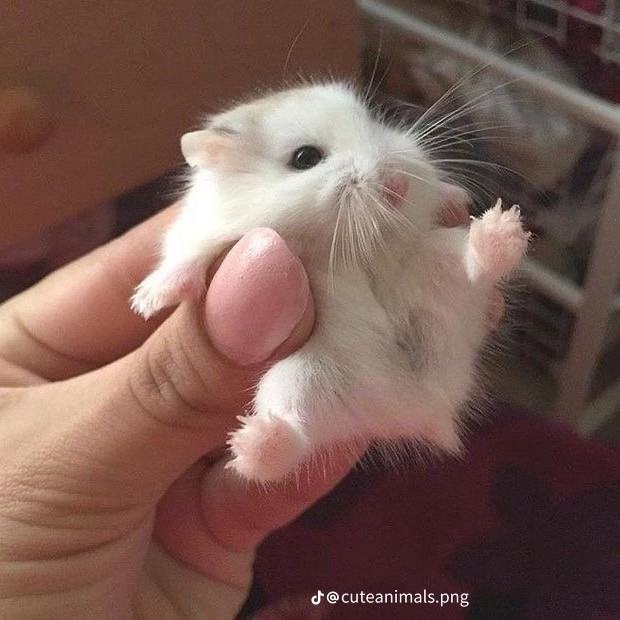 pet hamster