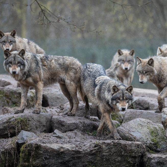meute de loups gris