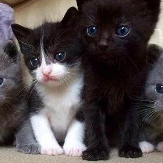 4 chatons