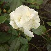 I'll See You Tomorrow.