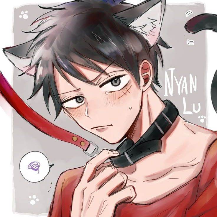 Luffy es un gato