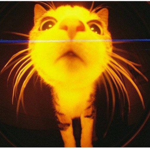MeCat