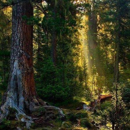 Forêt verte RP