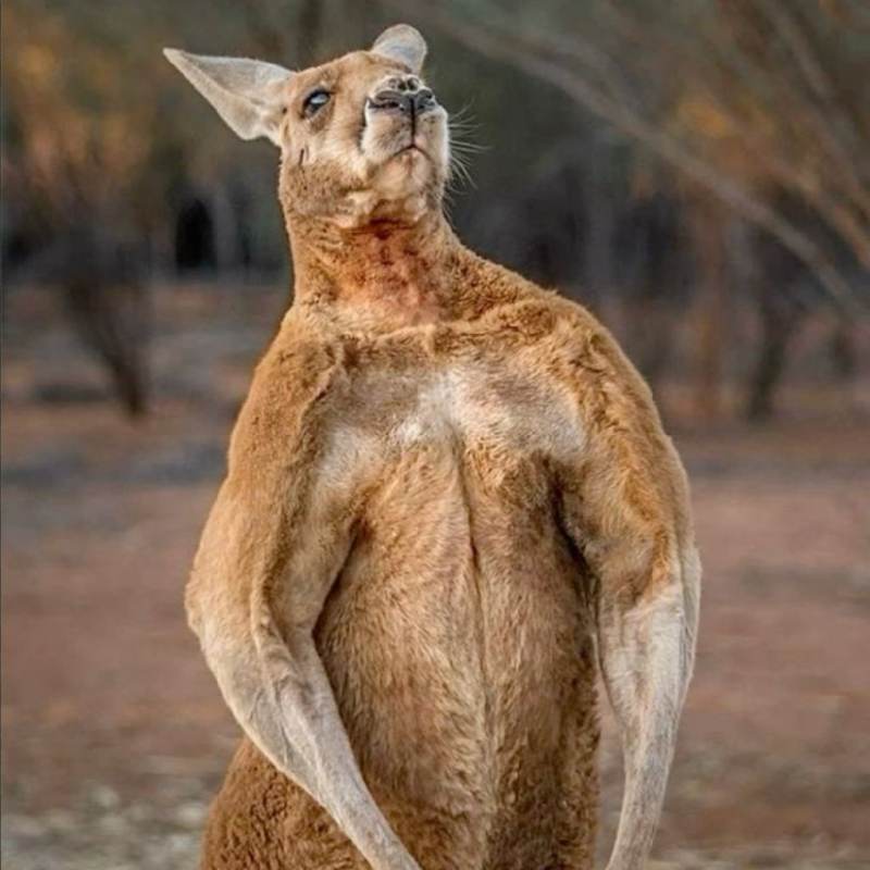 Kangaroo