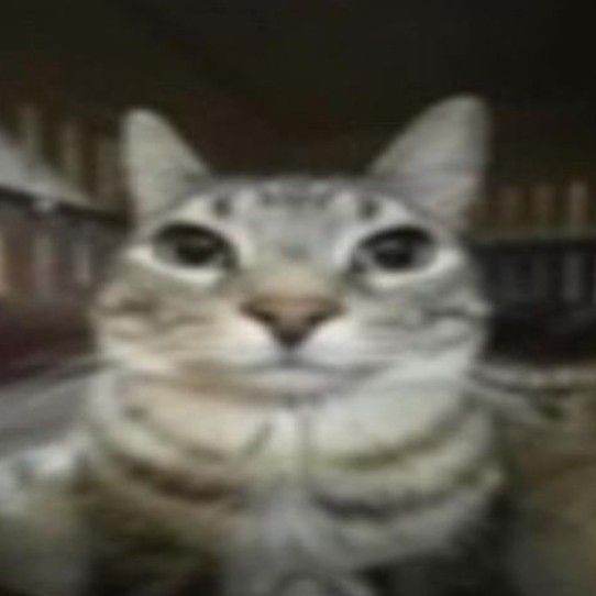 кот