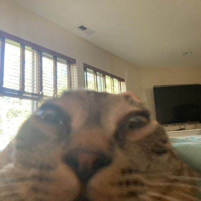 Your Cat Assistant