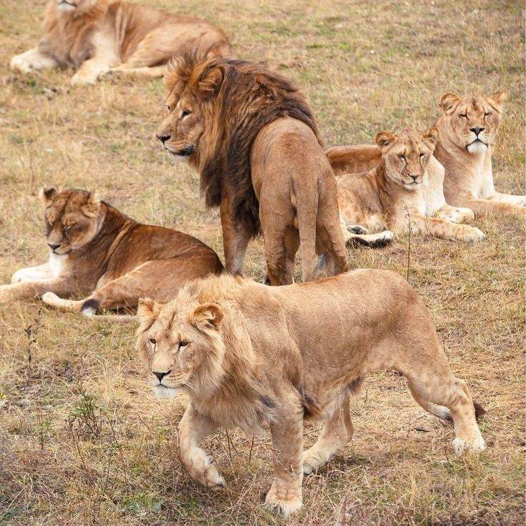 Groupes de lions