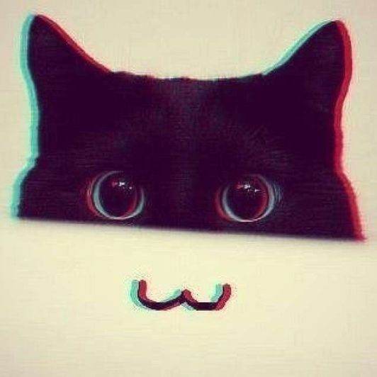 Чёрный котик