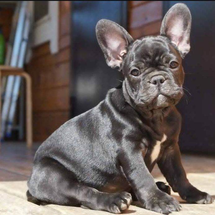 ваш(а) собака