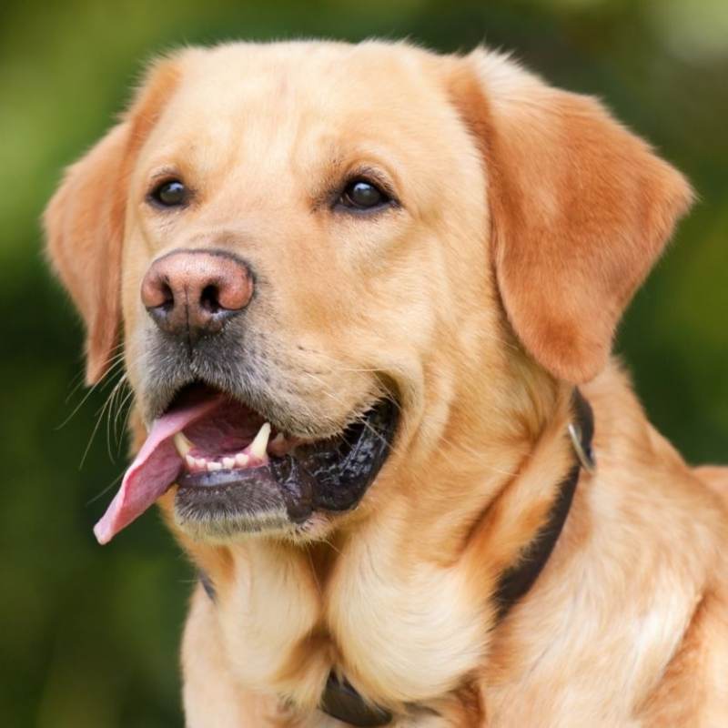 Baxter