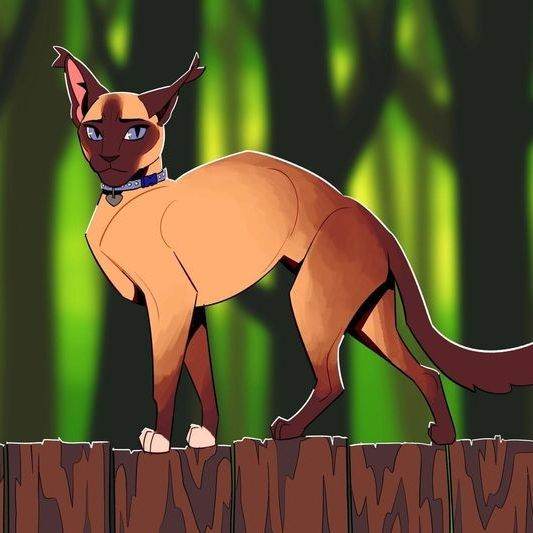 Sasha/gata/Warrior Cats