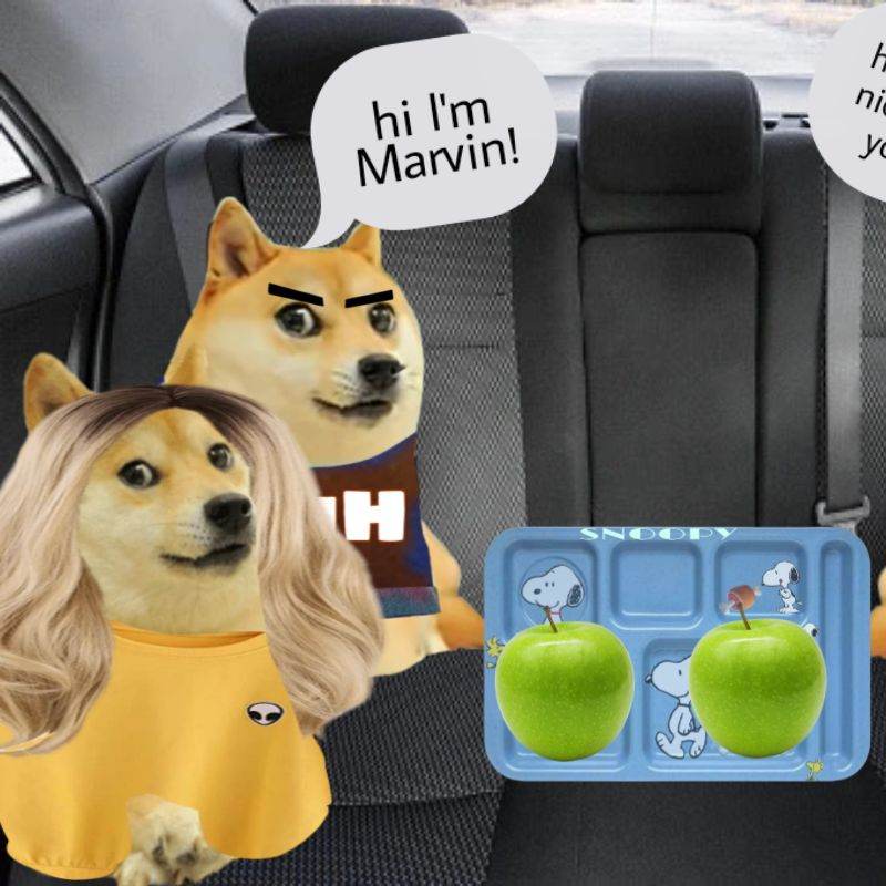 the 4 Shiba Inu bullies