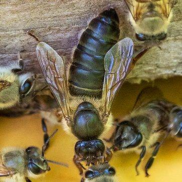 ニホンミツバチの女王蜂