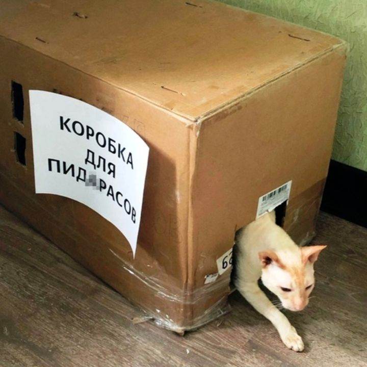 коробка пидораст