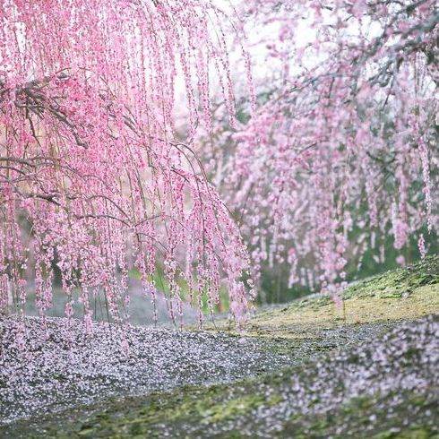 музыкальная группа "мир"