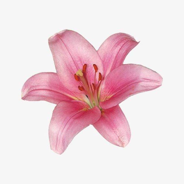 Свежий Цветочек)🌸
