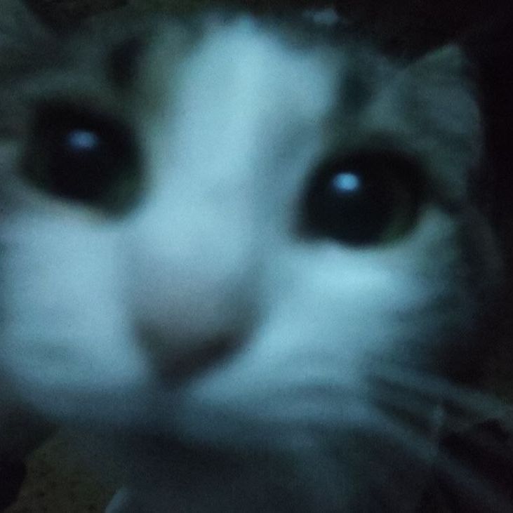 котики