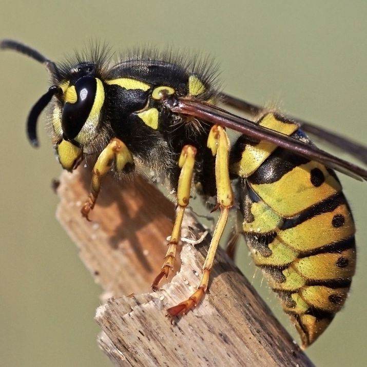 оса пидораска