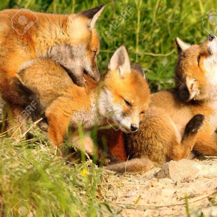 famille de Renard