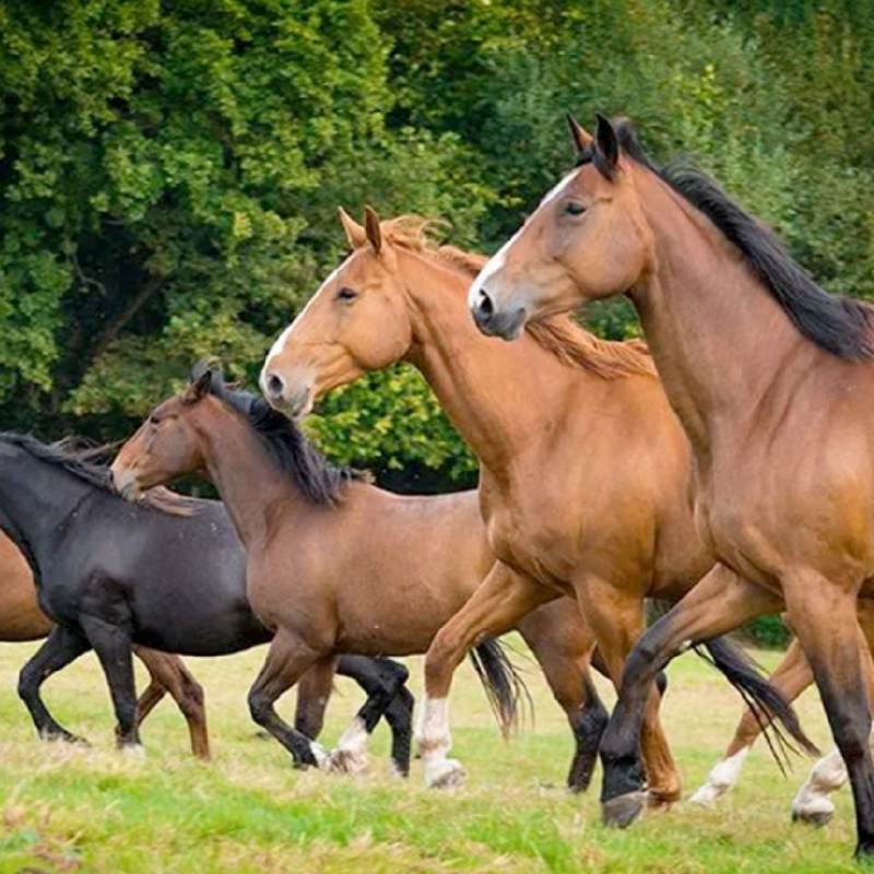 Granja de caballos