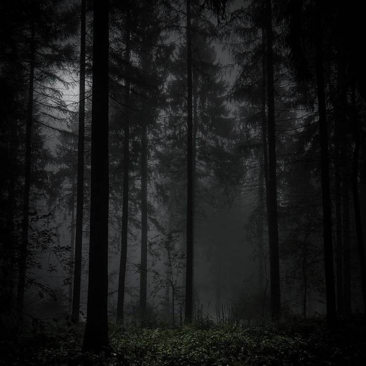 темный лес