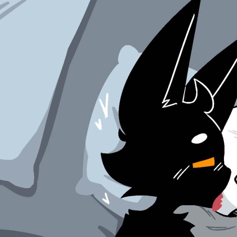 Чёрный фурри кот