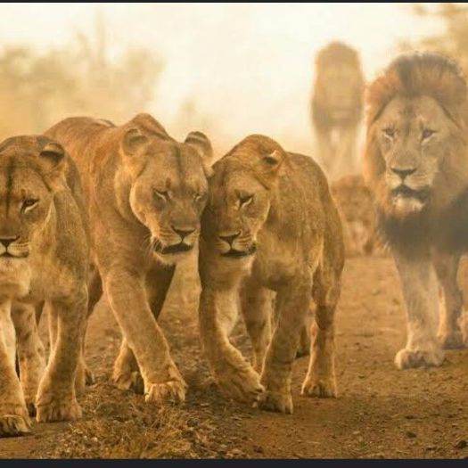 manada de leones
