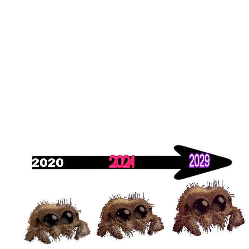 Lucas the spider in 2020