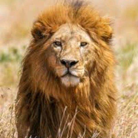 Lion 🦁
