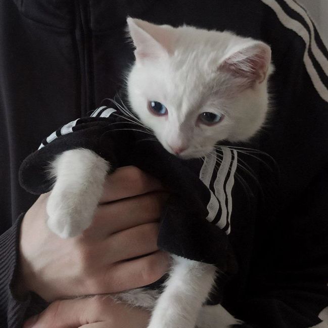 Котик Котик