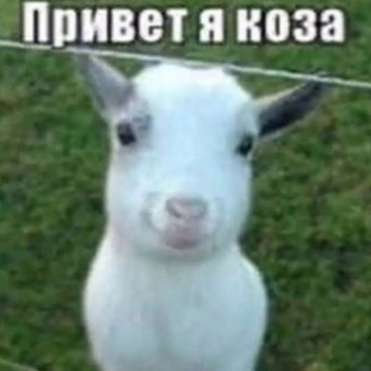 козочка, мее~🐐)