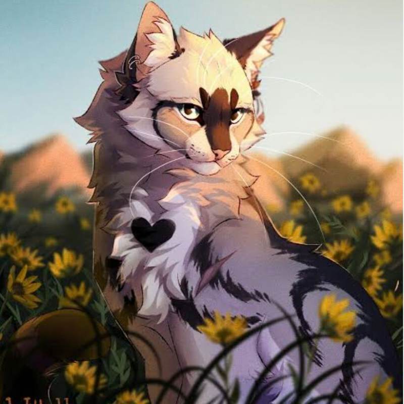 warrior cats