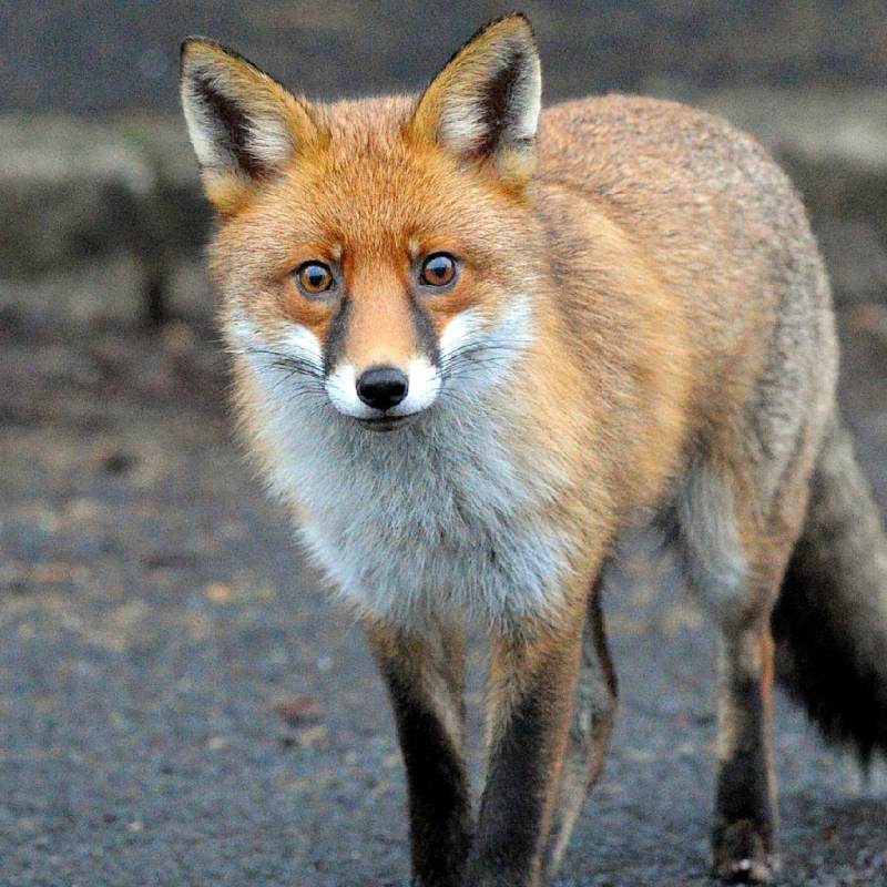 willdy🦊🦊🦊