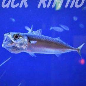 真鯖