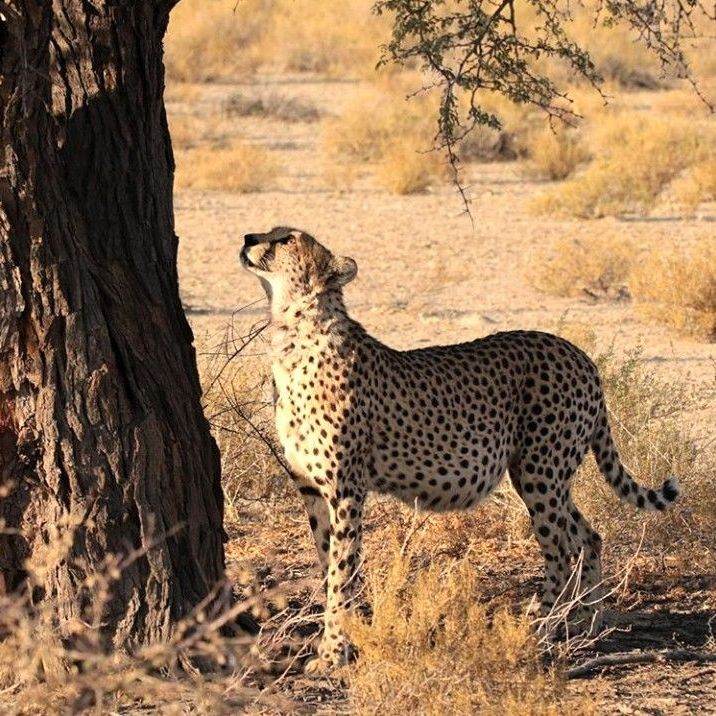Pregnant Female Cheetah.